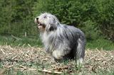 BEARDED COLLIE 142